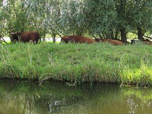 natuurboottocht-rondvaart-1024x768-02